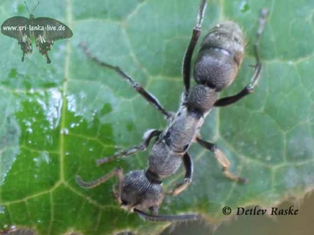 unbekannte Ameisen Art