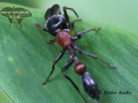 Springspinne die Ameisen nachahmt