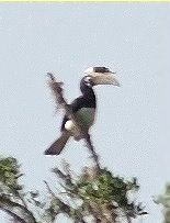 Malabarhornvogel - Anthracoceros coronatus