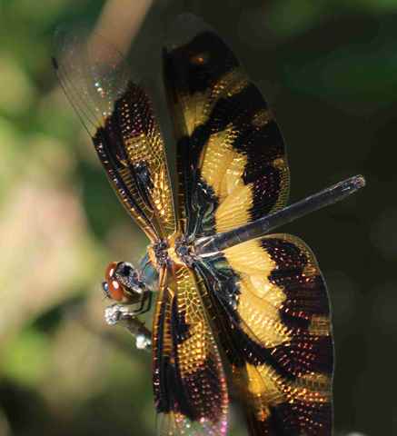 Rhyothemis variegata variegata gold schimmernde Libelle