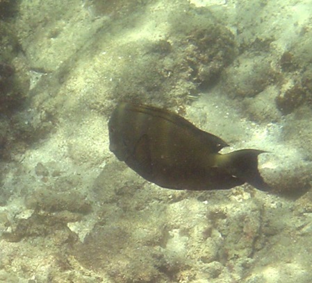 großer dunkler gestreifter Fisch mit ausgezogenen Schwanzflossen