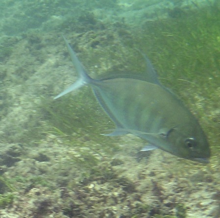 Sri Lanka Makrele