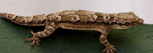 Geckos sind verschieden gezeichnet auf dem Körper