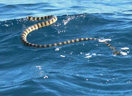Die Gelbe Seeschlange ist giftig aber nicht angiffslustig