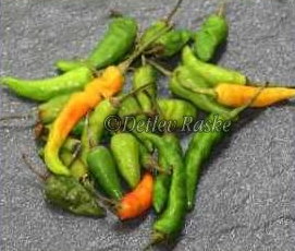 grüne Chilis wichtig für Sri Lankas Küche