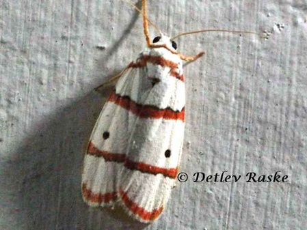 Red Striped Tiger Moth - Sri Lanka Rotstreifen Tiger Motte