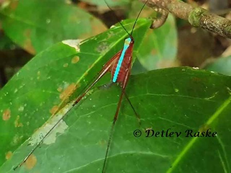 Im Regenwald neonfarbiger Grashüpfer - neon coloured Grasshopper