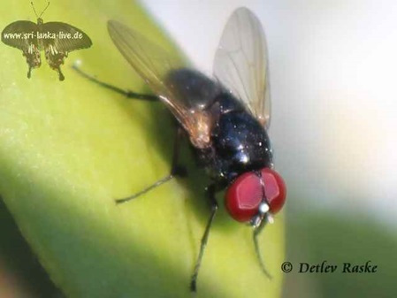 Fliege schwarz mit roten Augen