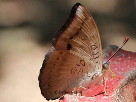 Dophla evelina mit geschlossenen Flügeln