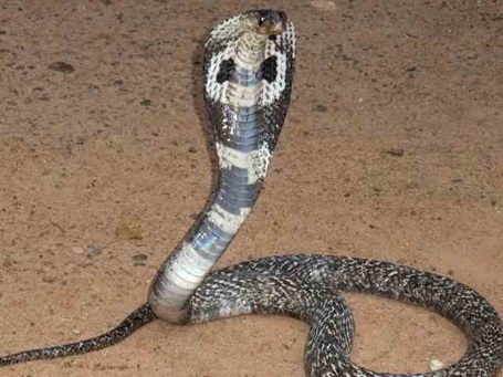 Schlangenfarm gezeigt wir eine dunkle Kobra