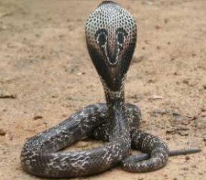 Kobra auf der Schlangenfarm