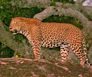 Sri Lanka Leopard in seinem Jagdgebiet