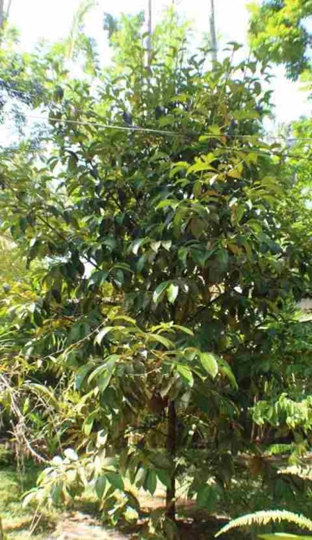 Mangostanbaum(Garcinia mangostana) ca. 7 Jahre alt