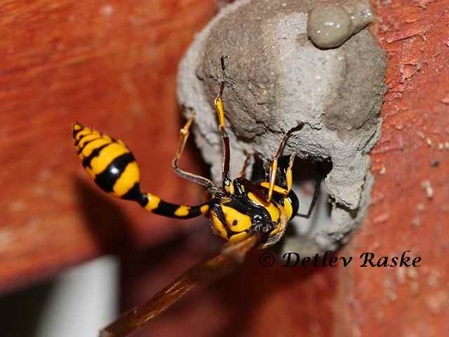 Insects - Insekten Sri Lanka Schlammwespe - mud wasp