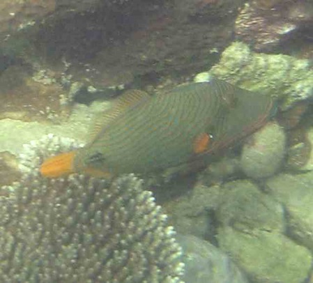 Fische - Balistapus undulatus