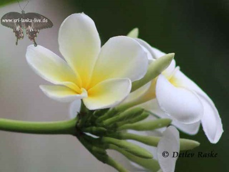 In Sri Lanka kennt man diese Pflanze unter Panchipani