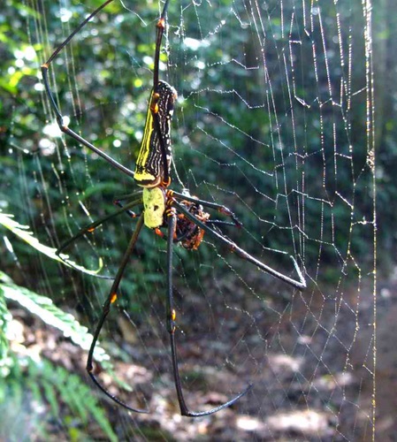 Spinnen Sri Lanka: Ansicht von oben - Riesenradnetzspinne