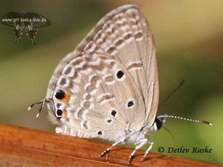 Blauer Schmetterling Euchrysops cnejus cnejus