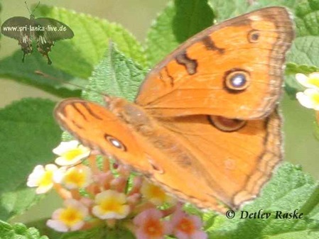 orange Schmetterling Junonia almana