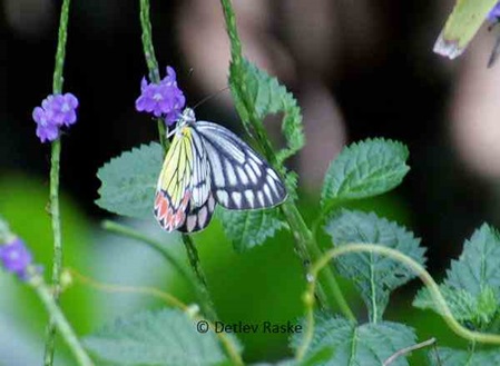 von Schmetterlingen gern besucht - Stachytarpheta jamaicensis