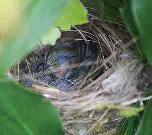 Nest mit 2 jungen Schneider