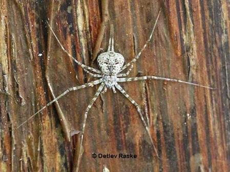 Spider Sri Lanka Hersiliidae hersilia