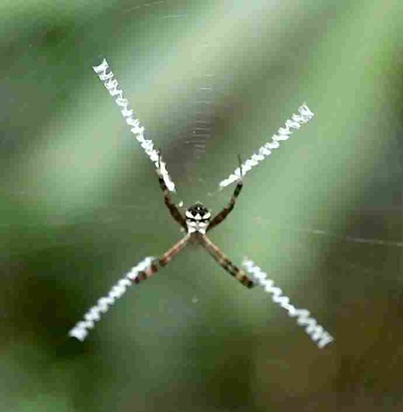 Eine Sri Lanka Radnetzspinnen Art - Argiope aemula