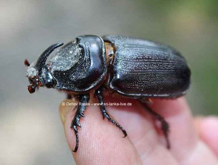 Hübsche Käfer Beetle beobachten - Sri Lanka Urlaub günstig!