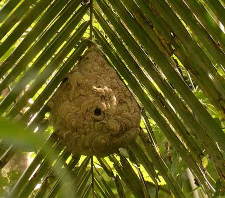 Ein Hornissennest am Palmblatt