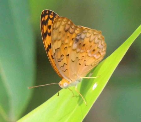 Schmetterlinge in Sri Lanka der Leopard Falter