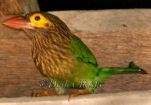 Birds Sri Lanka Vögel - Megalaima zeylancia auf der Terrasse unterm Dach