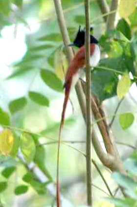 Sri Lanka Paradiesschnäpper