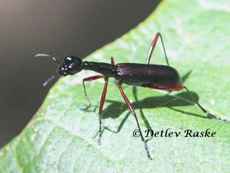 schwarzer Käfer mit langem Hals