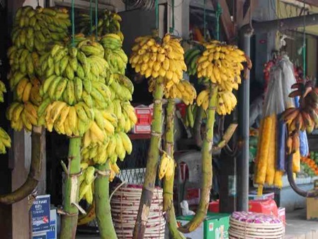 verschiedene Sorten Bananen