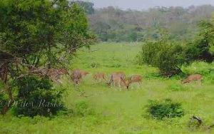 Antilopen im Yala National Park