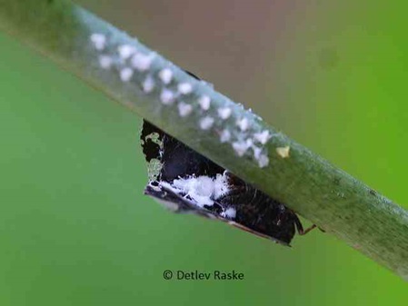 Zikaden Nymphen werden an Futterpflanze abgesetzt